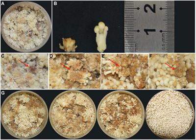 Transcriptional Changes on Blight Fruiting Body of Flammulina velutipes Caused by Two New Bacterial Pathogens